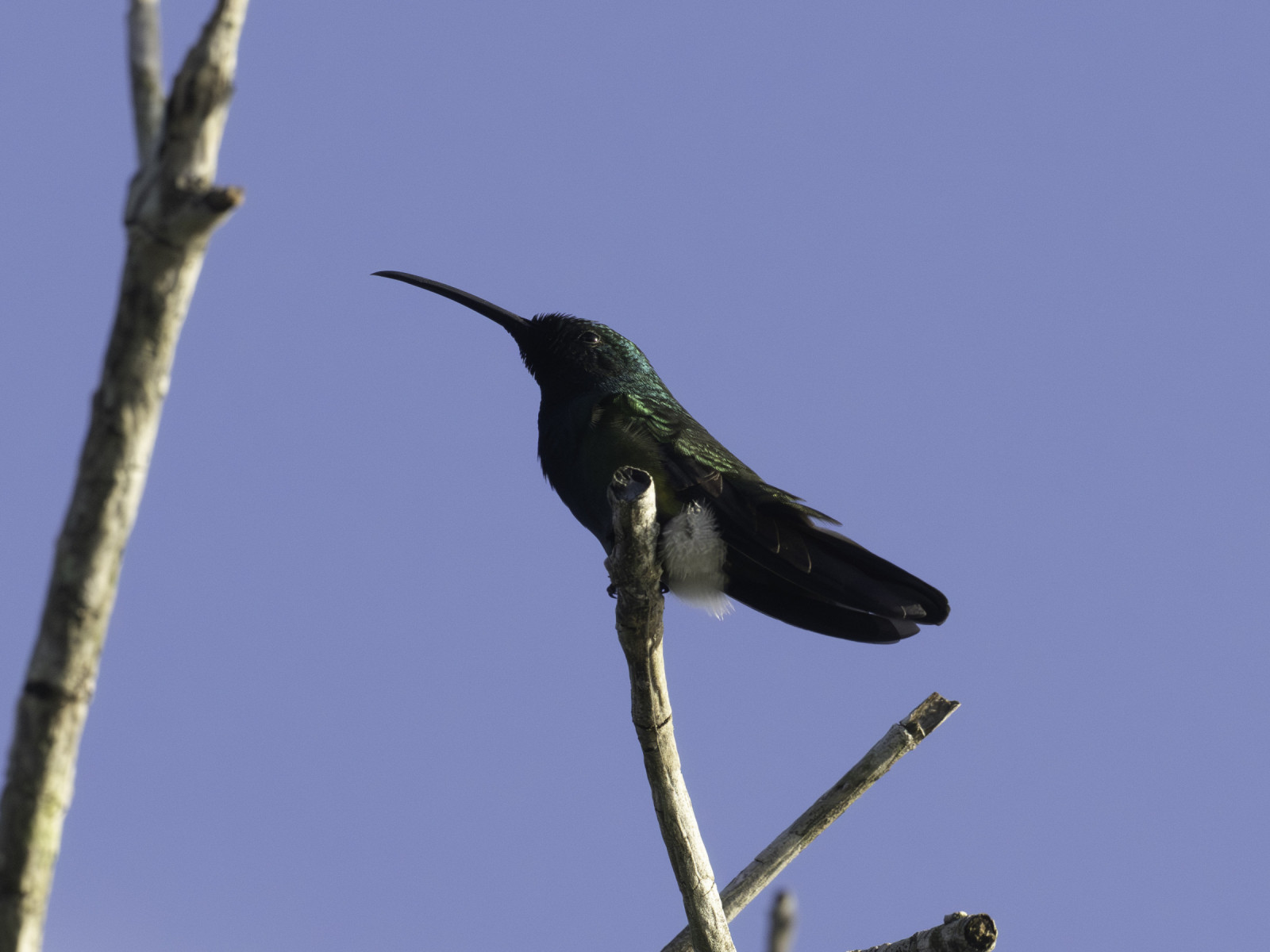 image Green-throated Mango